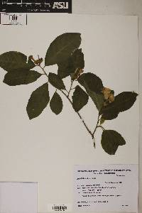 Image of Brunfelsia australis