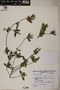 Image of Terminalia australis
