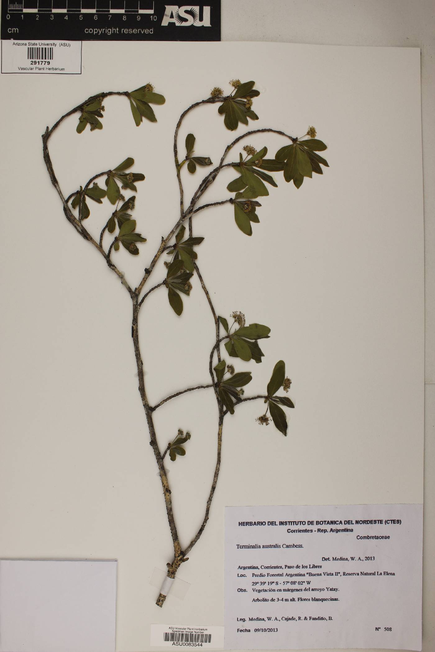 Terminalia australis image