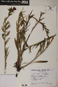 Oenothera magellanica image