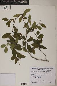 Image of Sebastiania commersoniana