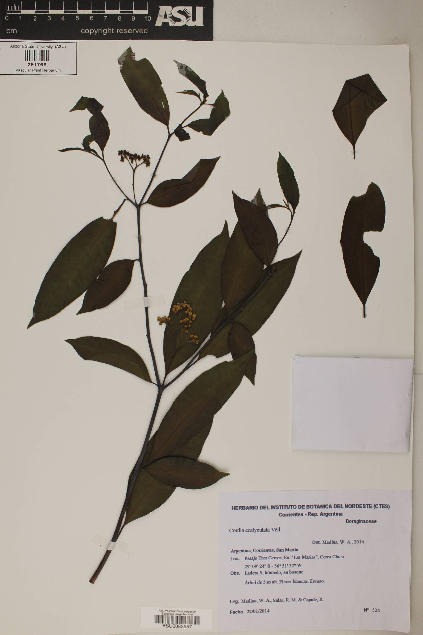 Cordia ecalyculata image