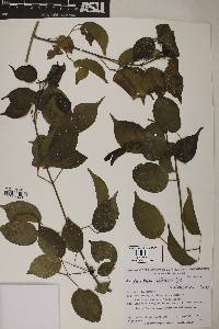 Image of Amphilophium paniculatum