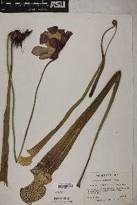 Image of Sarracenia drummondii