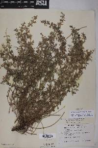 Hedeoma nana subsp. macrocalyx image