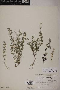 Hedeoma nana subsp. macrocalyx image