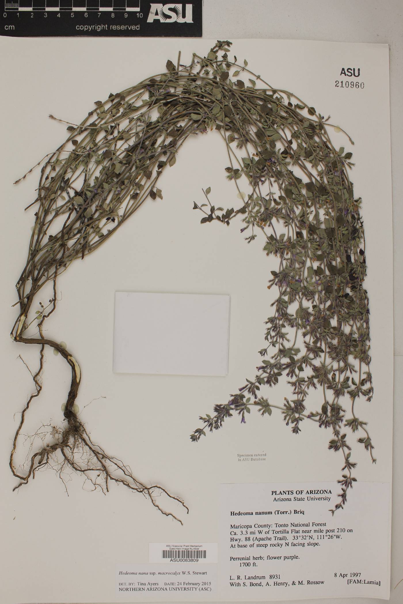 Hedeoma nana subsp. macrocalyx image