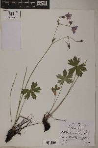 Geranium viscosissimum image