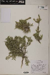 Atriplex gardneri image