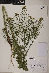 Sisymbrium loeselii image