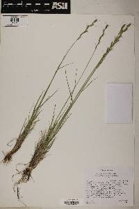 Pseudoroegneria spicata image