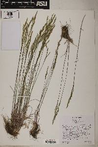 Image of Poa canbyi