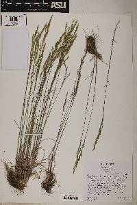 Poa secunda var. secunda image