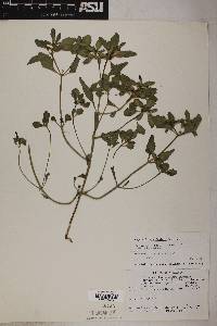 Euphorbia exstipulata image