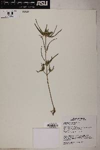 Euphorbia exstipulata image