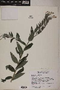 Lithospermum thuberi image