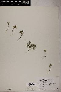 Linanthus demissus image