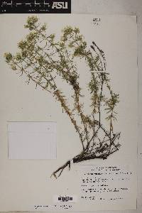 Linanthus nuttallii subsp. tenuilobus image