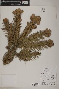 Image of Cunninghamia konishii