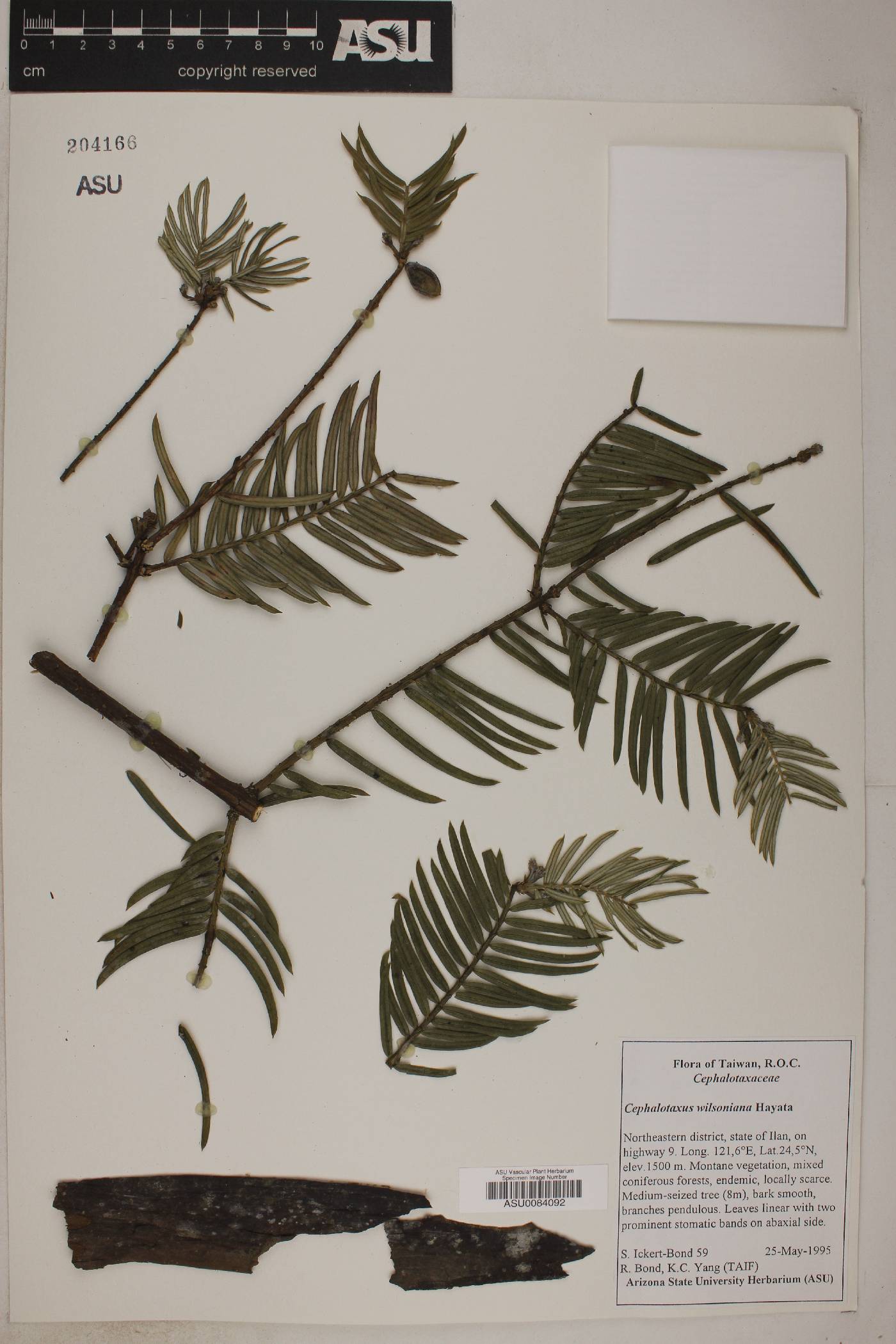 Cephalotaxus harringtonii var. wilsoniana image