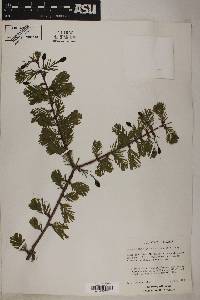 Metasequoia glyptostroboides image