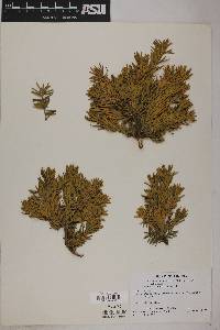 Taxus canadensis image