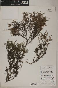 Image of Dacrycarpus dacrydioides