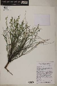 Hebecarpa barbeyana image