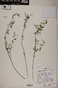 Ditaxis lanceolata image