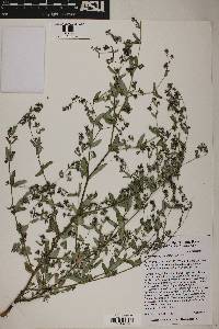 Chamaesyce hyssopifolia image