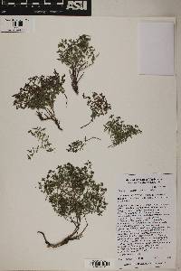 Euphorbia fendleri image