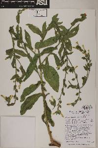 Nicotiana obtusifolia image