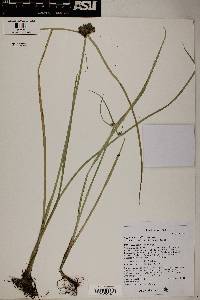 Cyperus difformis image