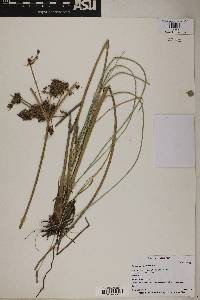 Cyperus elegans image