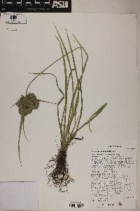 Cyperus eragrostis image