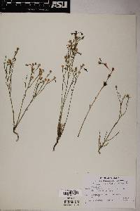 Linum aristatum image