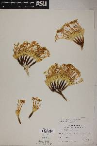 Agave chrysantha image