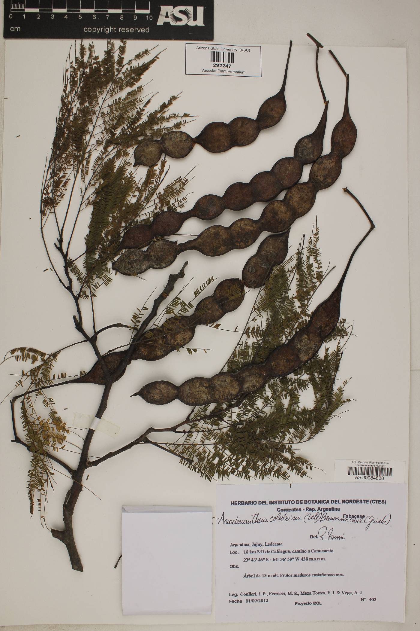 Anadenanthera colubrina var. cebil image