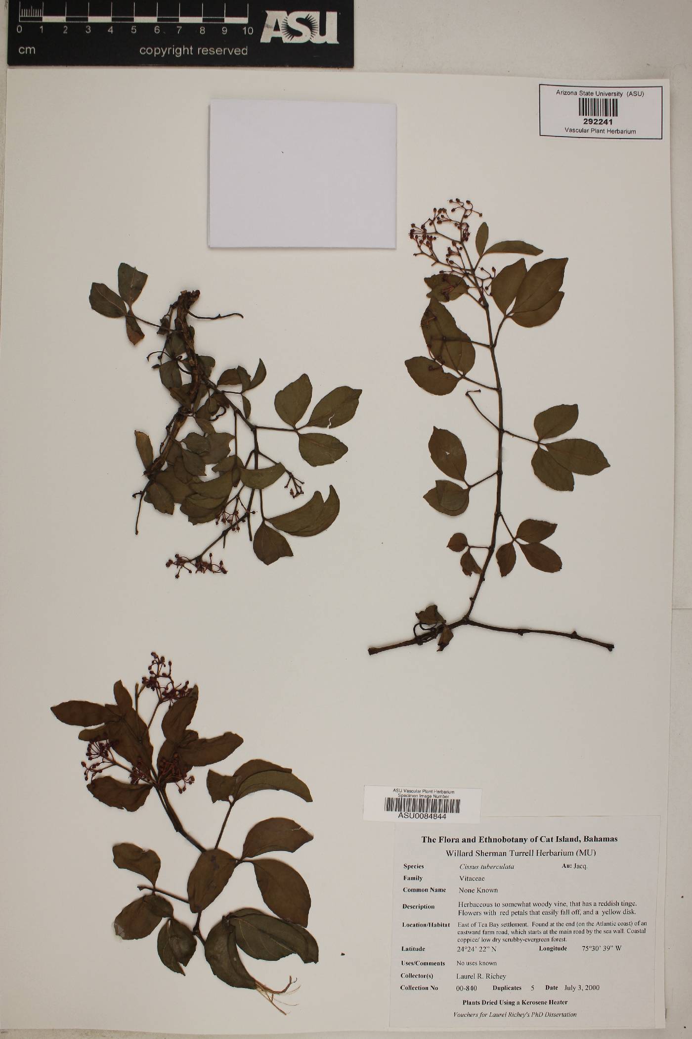 Cissus tuberculata image