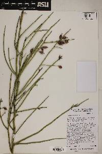 Canotia holacantha image