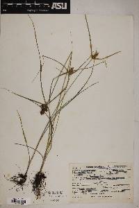 Cyperus fendlerianus image