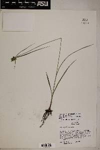 Cyperus fendlerianus image