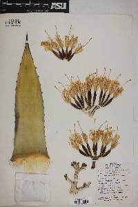 Agave parryi image