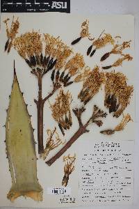 Agave parryi var. couesii image