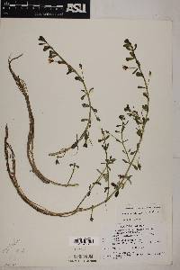 Bacopa monnieri image