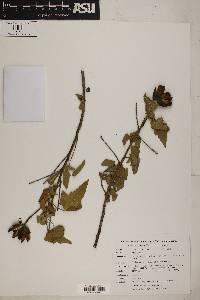 Hibiscus clypeatus subsp. membranaceus image