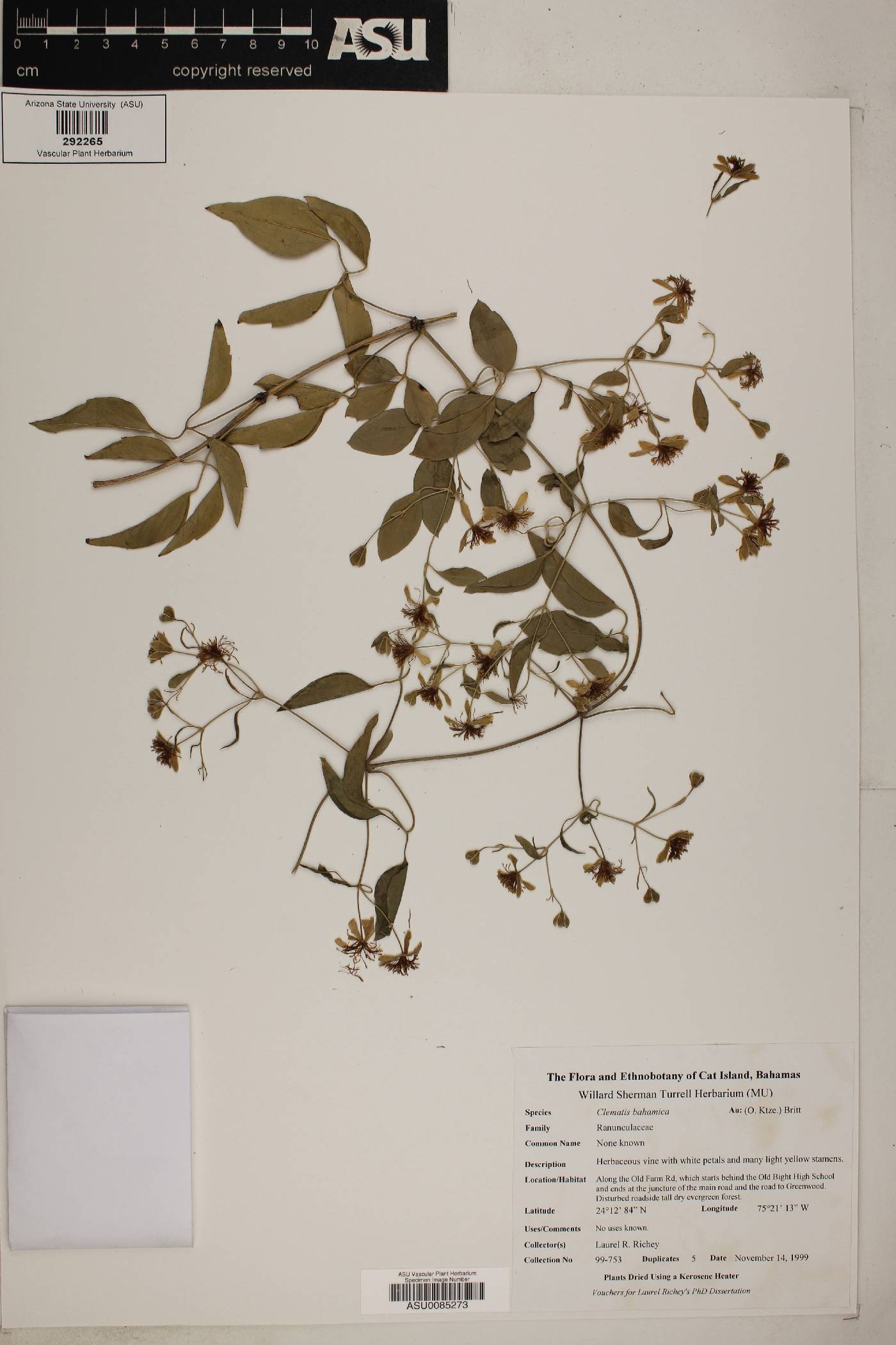 Clematis plukenetii image