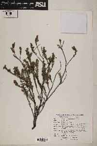 Image of Euphorbia mesembrianthemifolia