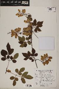 Image of Serjania diversifolia