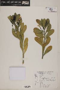 Scaevola plumieri image